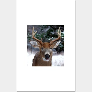 Play with me? White-tailed buck Posters and Art